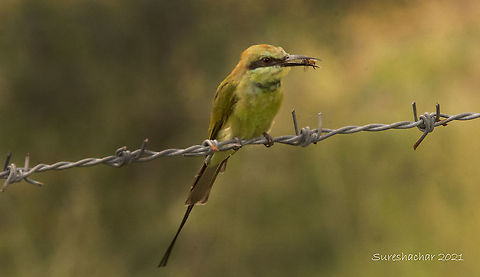 Bee eater  Geotagged,India,Merops orientalis,Summer,asian green bee eater