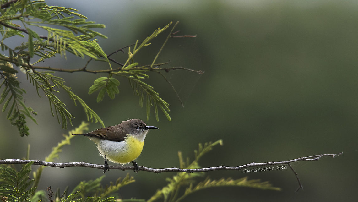 purple rumped sunbird  Birds,Geotagged,India,Insects,Leptocoma zeylonica,Purple-rumped sunbird,Summer,Water Birds