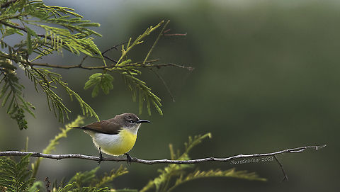 purple rumped sunbird  Birds,Geotagged,India,Insects,Leptocoma zeylonica,Purple-rumped sunbird,Summer,Water Birds