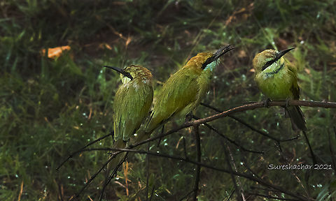 Bee eater  Geotagged,Green bee-eater,India,Merops orientalis,Summer