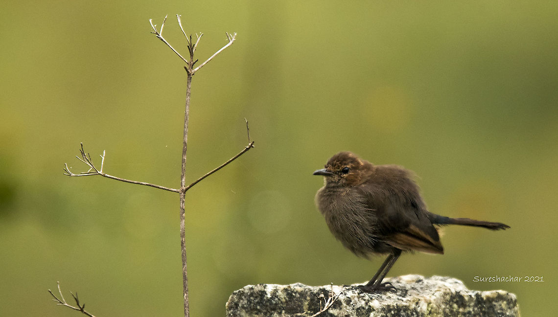Brown Rock  Brown rock chat,Geotagged,India,Oenanthe fusca,Summer
