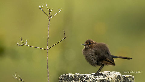 Brown Rock  Brown rock chat,Geotagged,India,Oenanthe fusca,Summer
