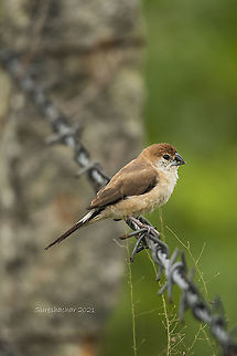 Indian silverbill  Birds,Geotagged,India,Indian Silverbill,Lonchura malabarica,Summer,Water Birds,birds,shore birds