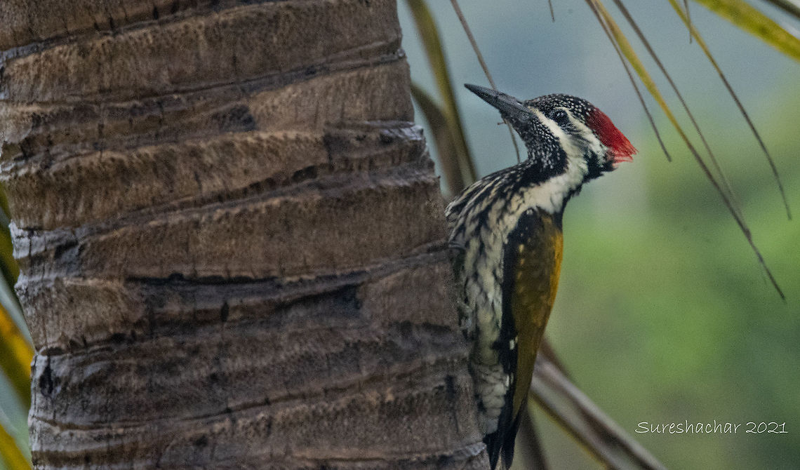 Common flameback  Birds,Common Flameback,Crooked Tree wildlife Sanctuary,Dinopium javanense,Geotagged,India,Whooping Crane Summer Range,wildlife