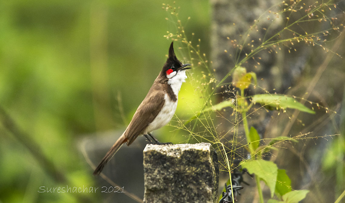 Red-whiskered Bulbul  Birds,Birds of Prey,Geotagged,India,Pycnonotus jocosus,Red Whiskered Bulbul,Red-whiskered Bulbul,Summer,Water Birds,fishing birds,wildlife