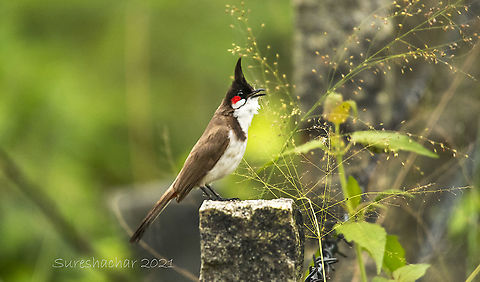 Red-whiskered Bulbul  Birds,Birds of Prey,Geotagged,India,Pycnonotus jocosus,Red Whiskered Bulbul,Red-whiskered Bulbul,Summer,Water Birds,fishing birds,wildlife