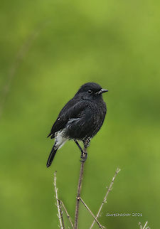 Indian Robin  Birds,Copsychus fulicatus,Geotagged,India,Indian Robin,Pied bush chat,Saxicola caprata,Summer,Water Birds,birds,waterbirds