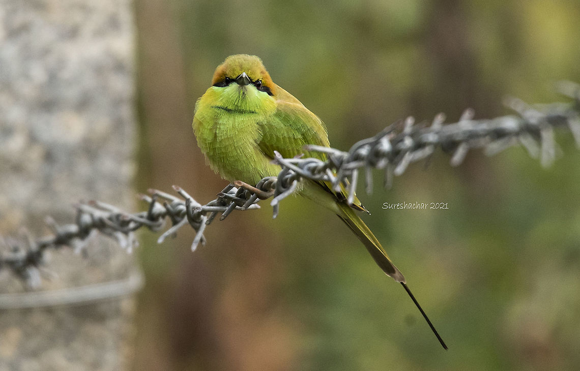 Bee eater  Geotagged,India,Merops orientalis,Summer,asian green bee eater,bee eater