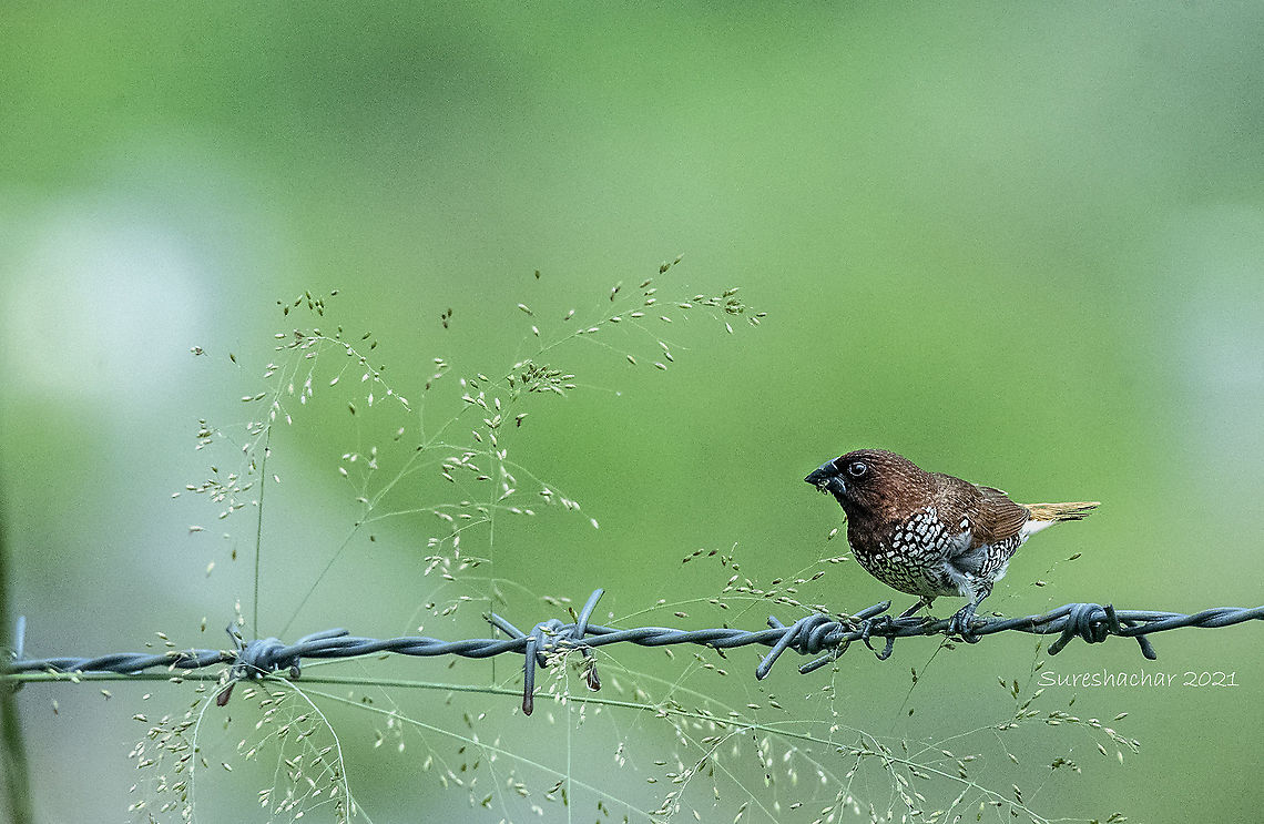 Scaly-breasted munia  Birds,Geotagged,India,Lonchura punctulata,Scaly-breasted munia,Summer,Water Birds,fishing birds,swimming birds