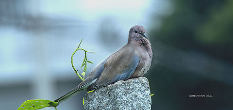 Laughing Dove, India  Eagle,Eamw birds,Geotagged,India,Indian Peafowl,Laughing Dove,Spilopelia senegalensis,Summer,Water Birds,pigeon
