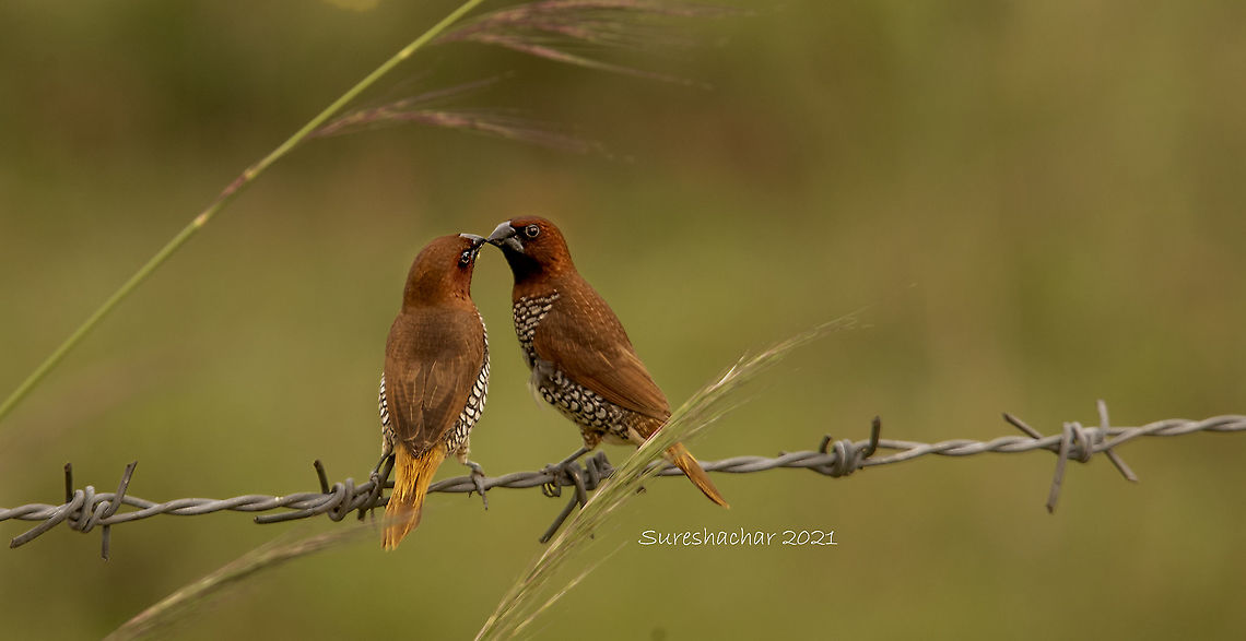 Scaly-breasted munia  Birds,Crooked Tree wildlife Sanctuary,Geotagged,India,Lonchura punctulata,Scaly-breasted munia,Summer,Water Birds,signs of wildlife
