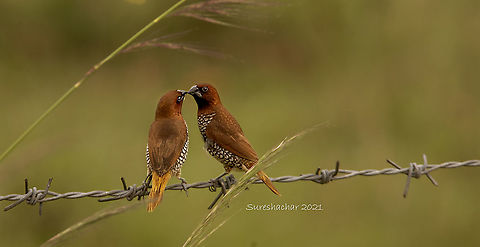 Scaly-breasted munia  Birds,Crooked Tree wildlife Sanctuary,Geotagged,India,Lonchura punctulata,Scaly-breasted munia,Summer,Water Birds,signs of wildlife
