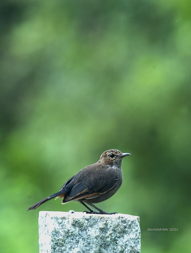 Indian robin  Birds,Birds of Prey,Copsychus fulicatus,Crooked Tree wildlife Sanctuary,Geotagged,India,Indian Robin,Summer,Wading Birds,Wildlife Animals,swimming birds