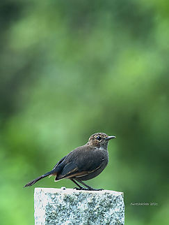 Indian robin  Birds,Birds of Prey,Copsychus fulicatus,Crooked Tree wildlife Sanctuary,Geotagged,India,Indian Robin,Summer,Wading Birds,Wildlife Animals,swimming birds