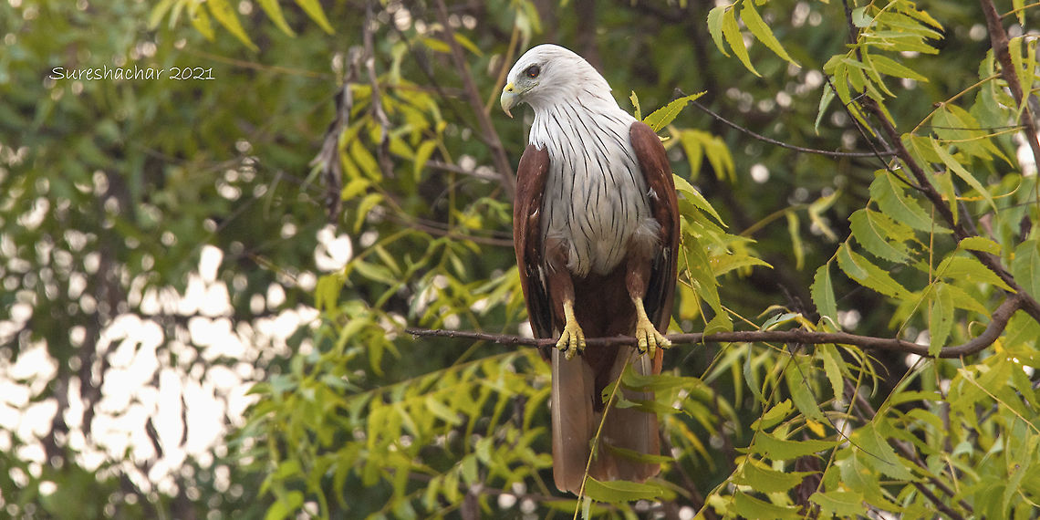 Brahminy kite ????  Bald Eagle,Birds,Birds of Prey,Brahminy kite,Geotagged,Haliastur indus,India,Summer,fishing birds,waterbirds,wildlife,winter