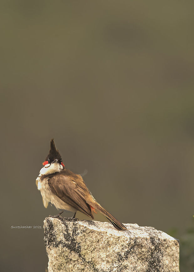 Red-whiskered Bulbul  Birds,Geotagged,India,Pycnonotus jocosus,Red Whiskered Bulbul,Summer