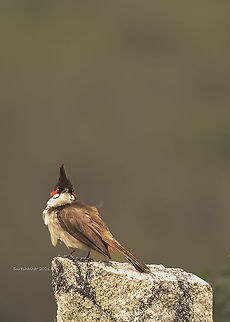 Red-whiskered Bulbul  Birds,Geotagged,India,Pycnonotus jocosus,Red Whiskered Bulbul,Summer
