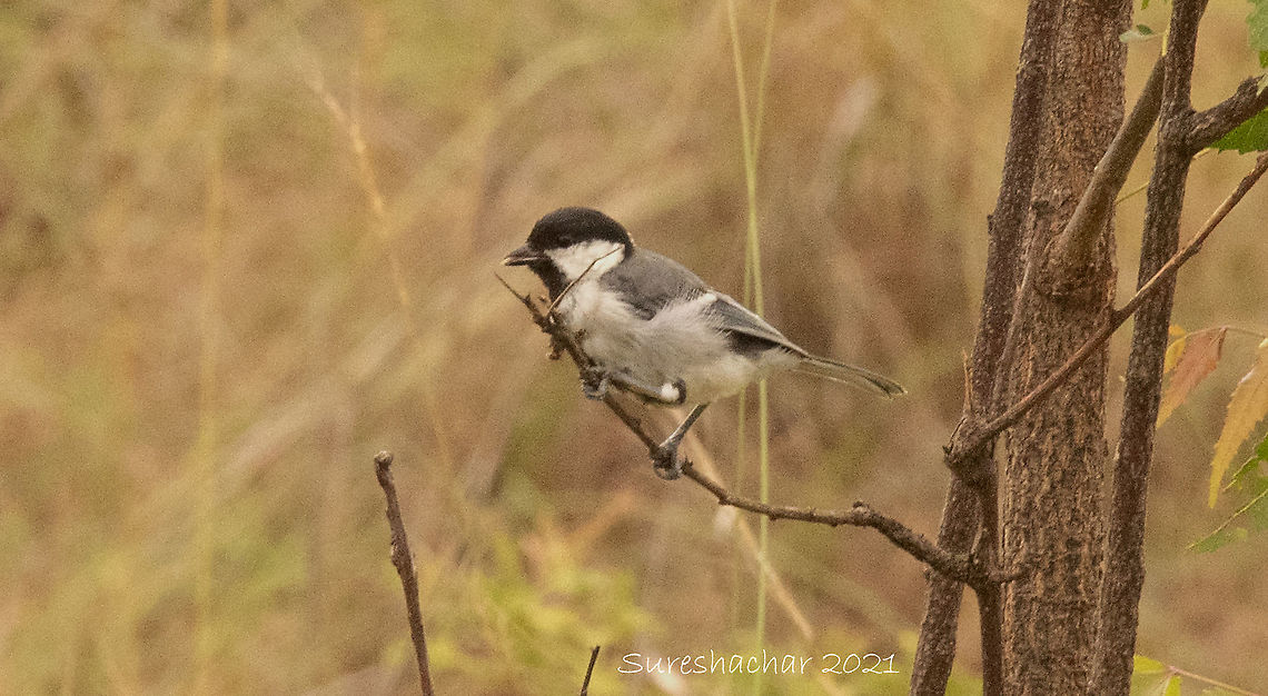 Turkestan Tit  Birds,Cinereous Tit,Geotagged,India,Parus cinereus,Summer,wildlife