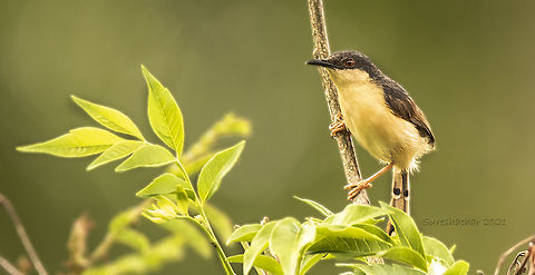 Ashy prinia  Ashy Prinia,Birds,Geotagged,India,Prinia socialis,Summer