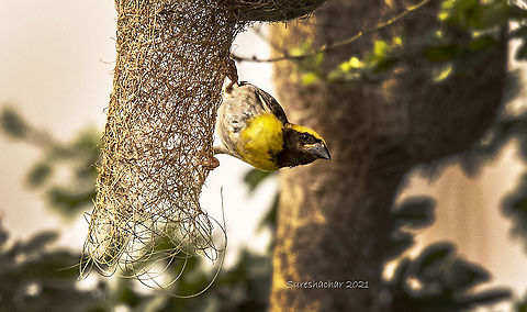 Baya weaver  Baya Weaver,Birds,Geotagged,India,Ploceus philippinus,Summer,Water Birds,wildlife