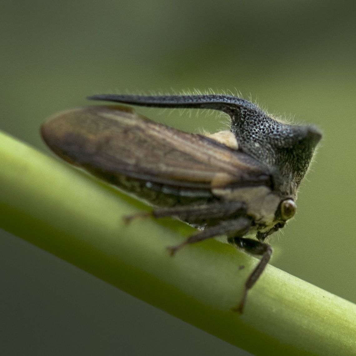 Treehoppers  Geotagged,India,Leptocentrus taurus,Treehoppers,insect
