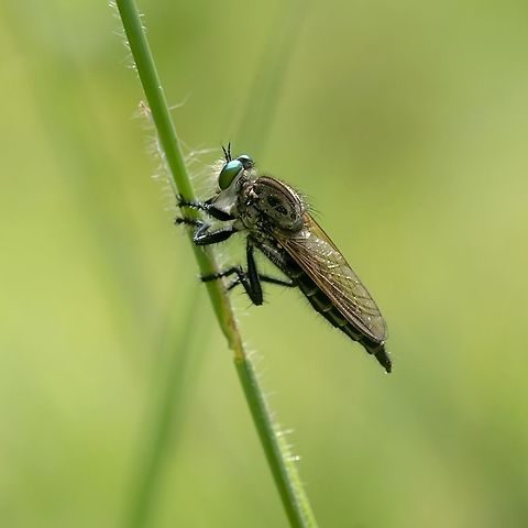 Robber fly  Geotagged,India,Insects,flies,robber flies