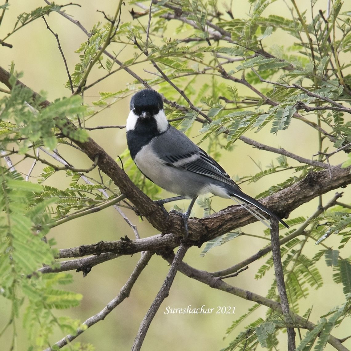 Cinereous tit  Birds,Cinereous Tit,Crooked Tree wildlife Sanctuary,Geotagged,India,Parus cinereus,wildlife
