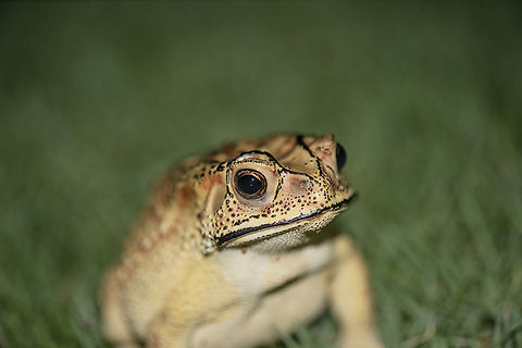 Asian common toad  Asian Common Toad,Asian common toad,Duttaphrynus melanostictus,Geotagged,India,Spring,toad