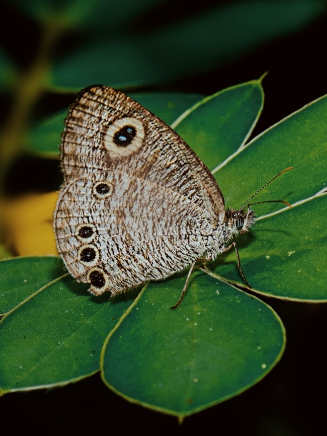 Ypthima huebneri  Common Four-ring,Geotagged,India,Summer,Ypthima huebneri,butterfly,insect