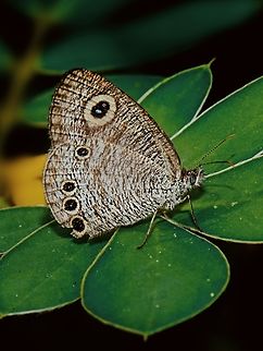 Ypthima huebneri  Common Four-ring,Geotagged,India,Summer,Ypthima huebneri,butterfly,insect