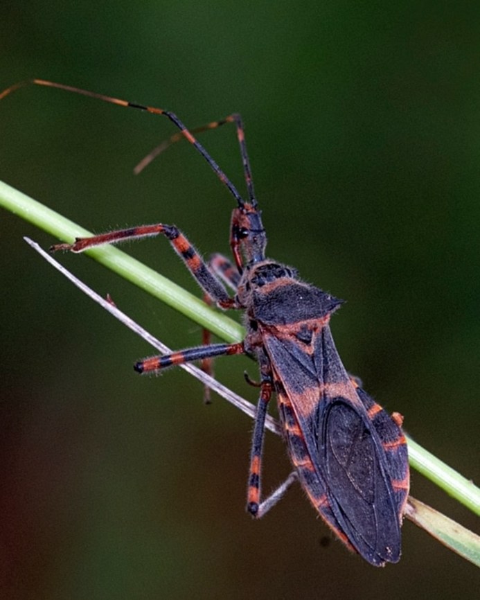 Rhynocoris iracundus  Butterfly,Geotagged,India,Isyndus heros,insect