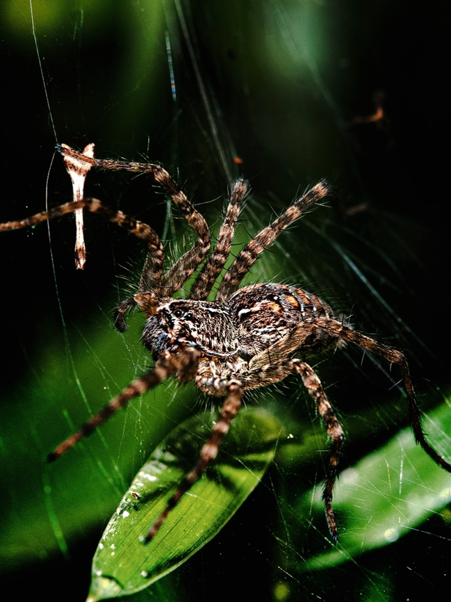 Wolf spiders (Lycosidae). wolf spiders (Lycosidae).<br />
Bangalore Karnataka<br />
Nikon D750 Geotagged,India,Summer,Venatrix pseudospeciosa,insect,macro,spider,wolf spider