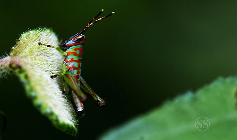 Little Clown Grashopper Found in Bangalore university. Geotagged,Grasshopper,India,Summer