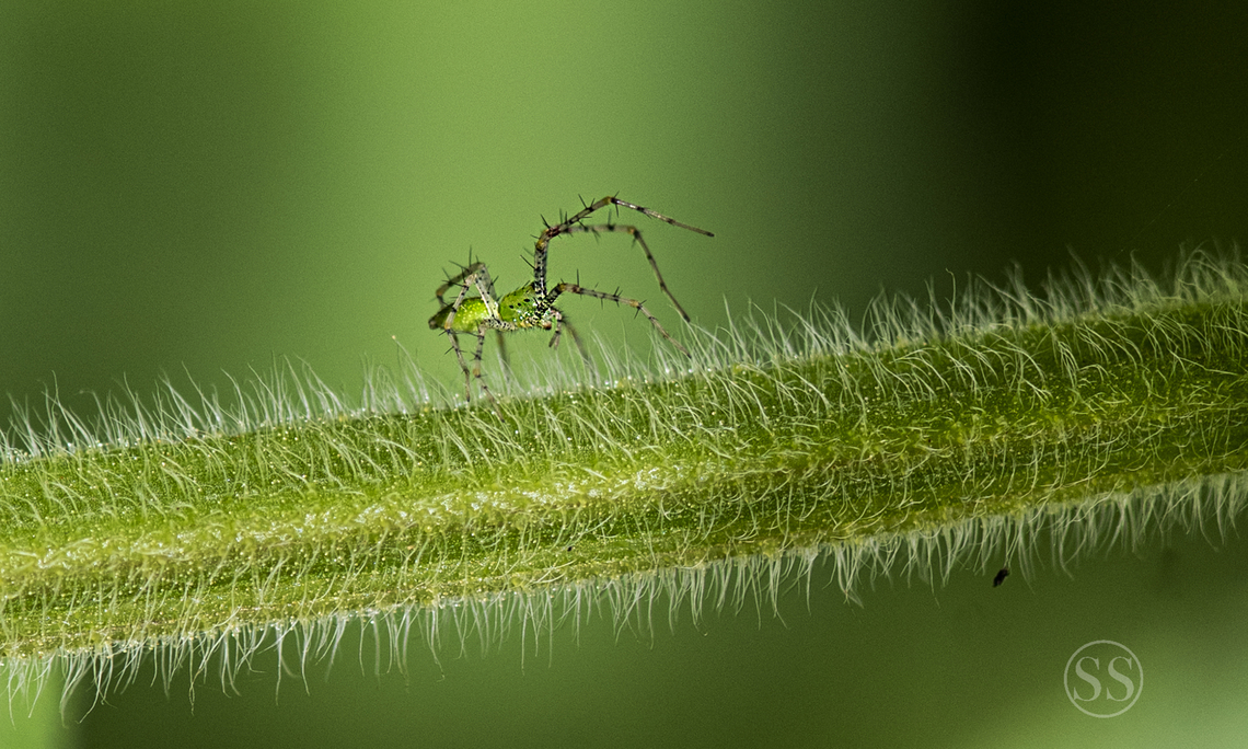 Green lynx spider Found in Bangalore University Geotagged,Green lynx spider,India,Insects,Lean lynx spider,Oxyopes macilentus,Summer