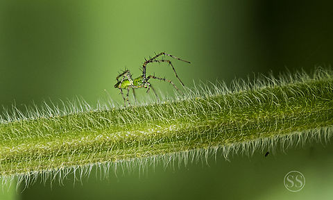 Green lynx spider Found in Bangalore University Geotagged,Green lynx spider,India,Insects,Lean lynx spider,Oxyopes macilentus,Summer