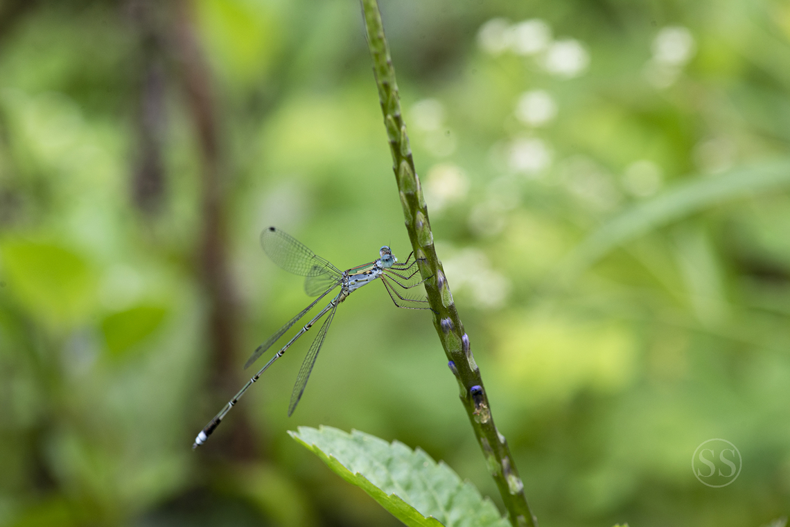 Splender spreadwing Found in Bangalore University Geotagged,India,Lestes elatus,Summer,damselfly,flying insects