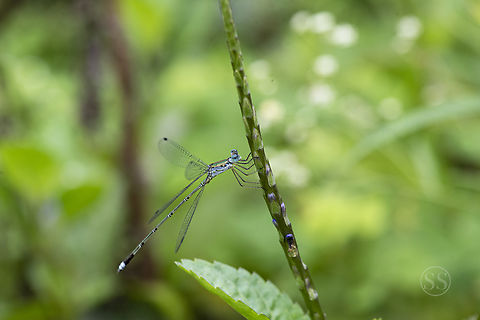 Asian Emerald Spreadwing