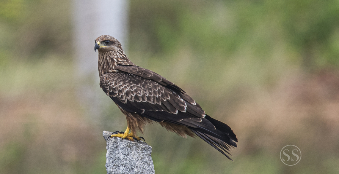 black kite found in Bangalore in south  Birds,Black kite,Geotagged,India,Milvus migrans,Summer