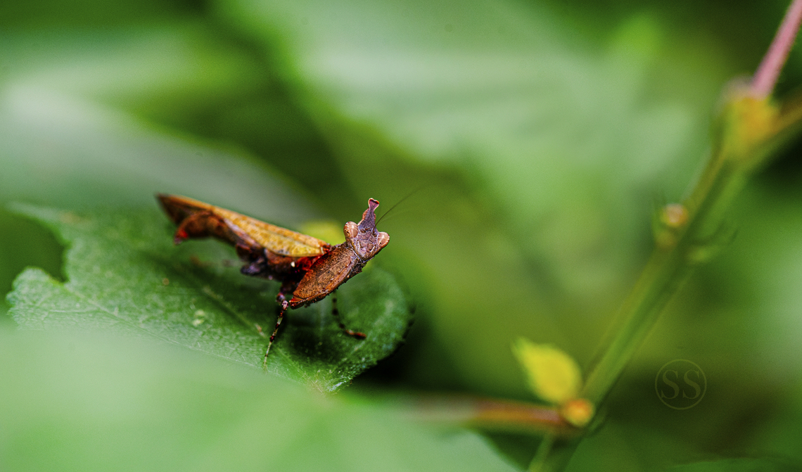Hymenopodidae Found in Bangalore University  Geotagged,India,Summer,insect