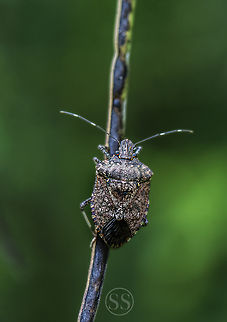 Stink bug Found in Bangalore university. Black stink bug,Geotagged,India,Summer,bug,insect