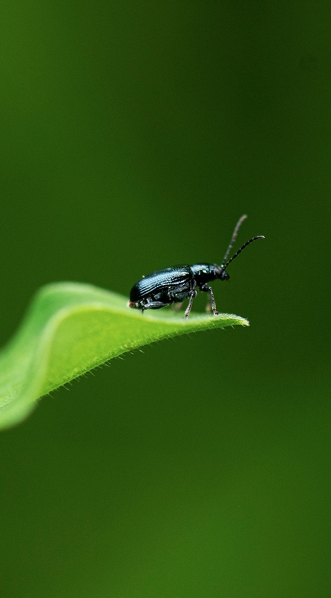 Beetle Found in Bangalore University  Geotagged,India,Summer,beetle,insect