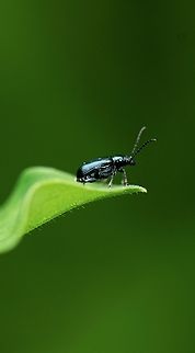 Beetle Found in Bangalore University  Geotagged,India,Summer,beetle,insect