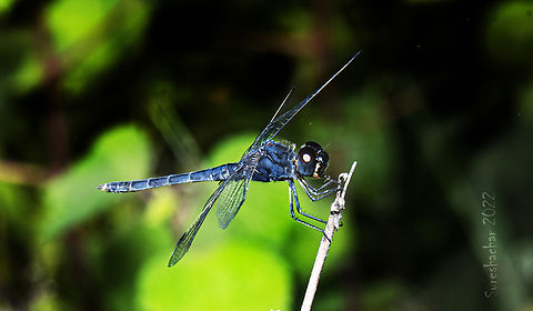 Slaty skimmer_Dragonfly Found in Bangalore  Dragon Fly,Geotagged,India,Indothemis carnatica,Summer,insect,macro