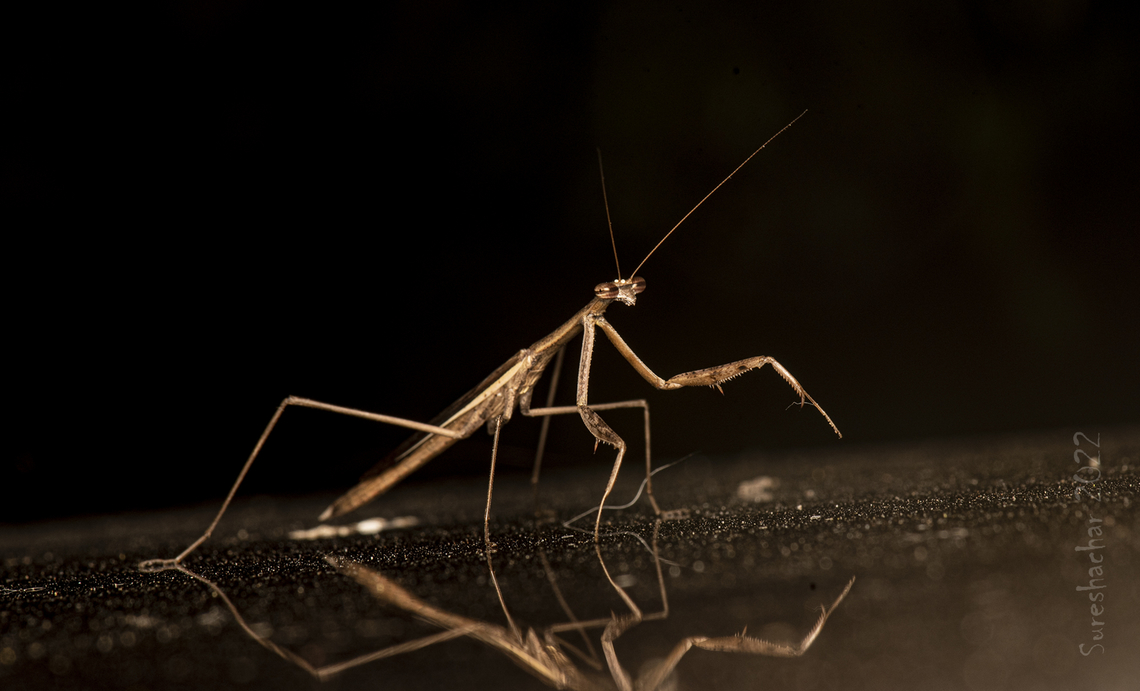 Mantid, India Found in Bangalore  Geotagged,India,Summer,insect,macro