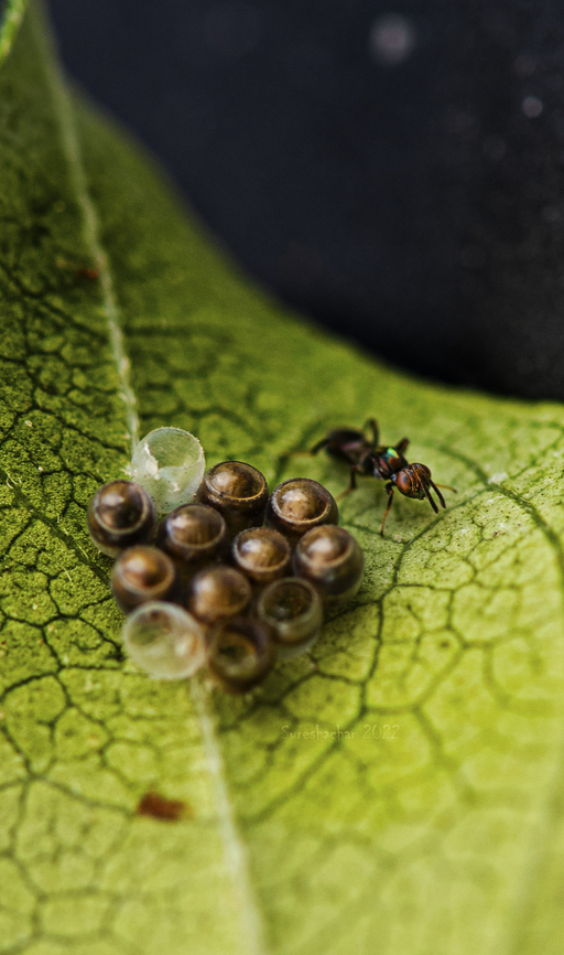 Eggs Found in Bangalore byrsandara Eggs,Geotagged,India,Summer,insect,macro