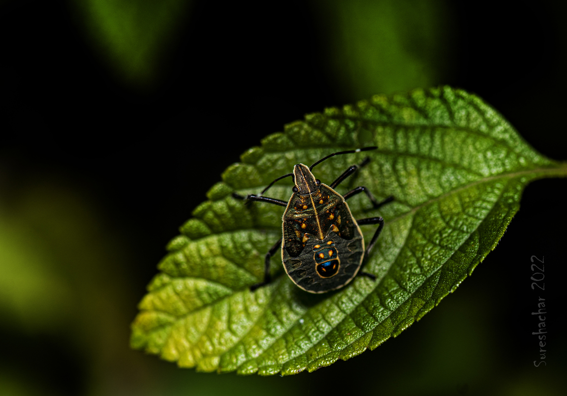 Yellow spotted stink bug Found in Bangalore  Geotagged,India,Summer,insect,shield bugs