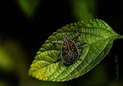 Yellow spotted stink bug Found in Bangalore  Geotagged,India,Summer,insect,shield bugs