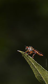 Holcocephala Found in Bangalore, byrsandara  Dragon Fly,robbery fly