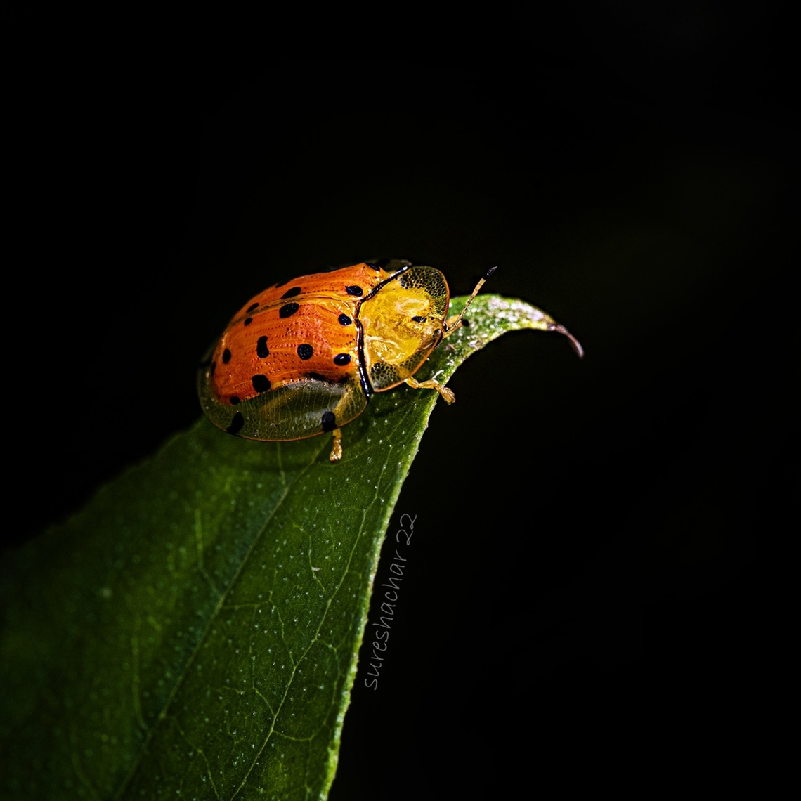 Aspidimorpha miliaris Found in Bangalore  Aspidimorpha miliaris,Geotagged,India,Sweetpotato Leaf Beetle,beetle,insect