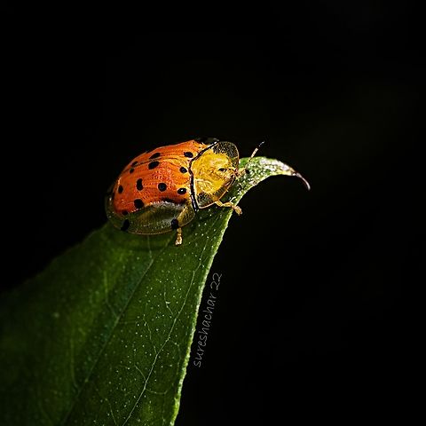 Aspidimorpha miliaris Found in Bangalore  Aspidimorpha miliaris,Geotagged,India,Sweetpotato Leaf Beetle,beetle,insect